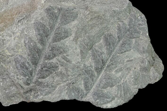 Pennsylvanian Fossil Fern (Mariopteris) Plate - Kentucky #137737